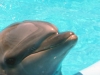 Delfin Los Cabos