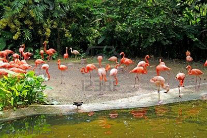 1flamencos 1flamencos