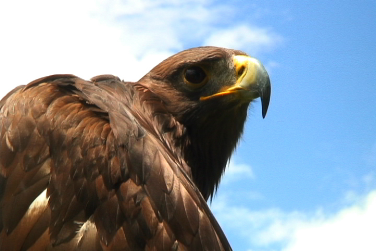 Aguila Real_750x500