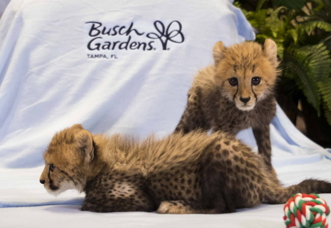 BUSCH_GARDENS_TAMPA_CHEETAH_CUBS__02_651x449