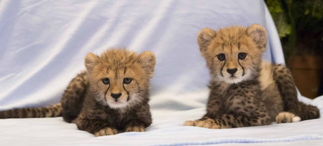 BUSCH_GARDENS_TAMPA_CHEETAH_CUBS__05_650x419