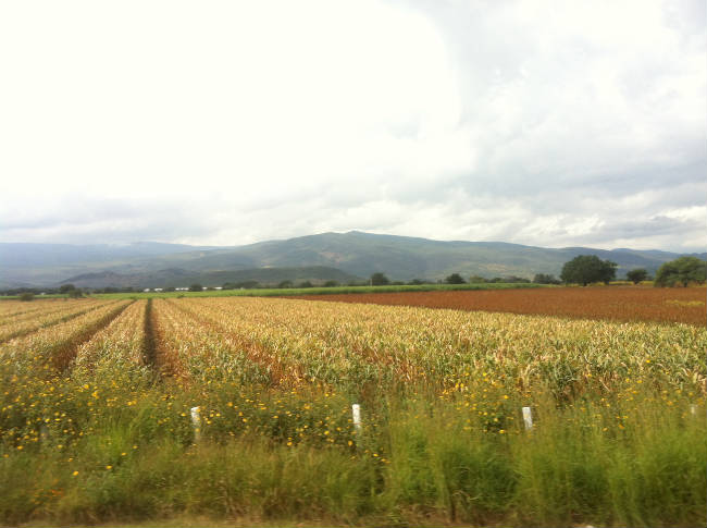 Camino a tapalapa11w