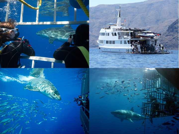 De agosto a noviembre algunos tiburones blancos migran a la Isla Guadalupe, Baja California ch