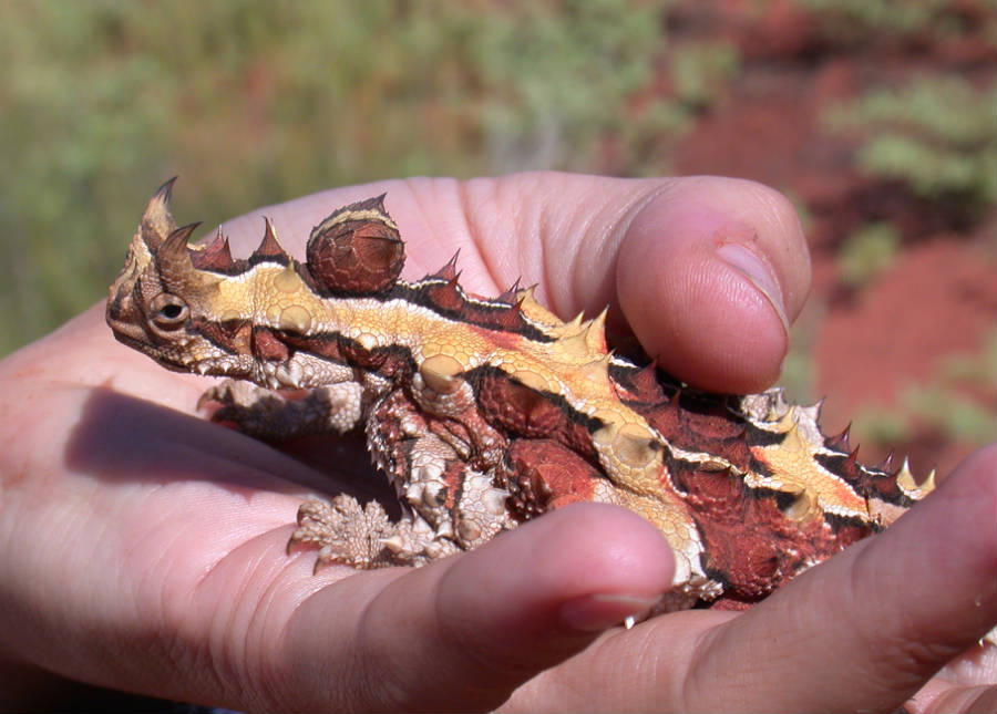 Desert_devil_Australia_900x645