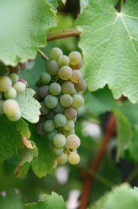 Grapes_433x650