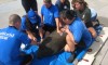 SeaWorld_Rescued_Manatee