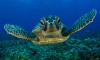 Tortuga