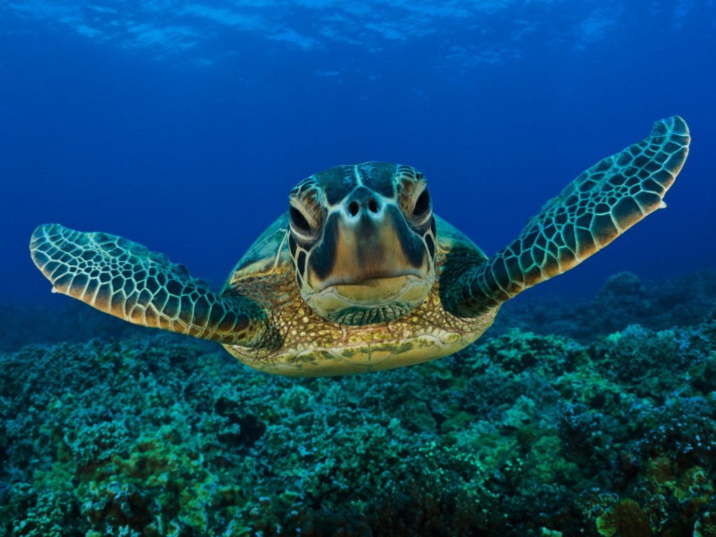 Tortuga
