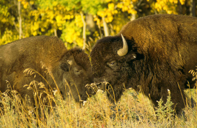 bisontes_elk_island_national_park
