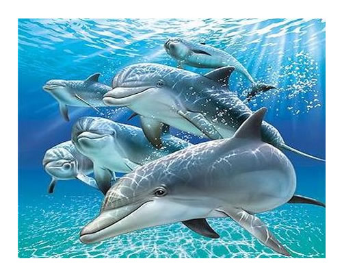 Velada romántica con delfines