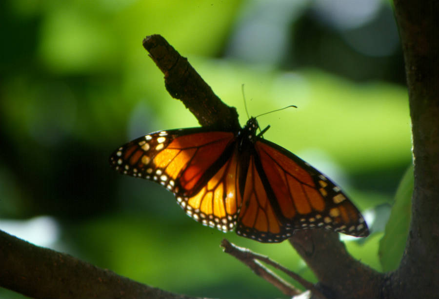 mariposamonarcabuenas08_900x613