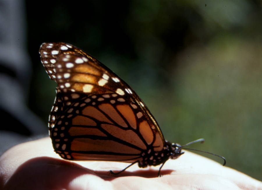 mariposamonarcabuenas09_900x652