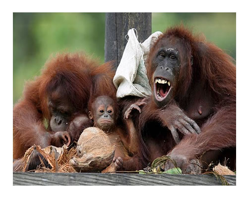 Entre Apestosos Orangutanes