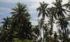 palmar