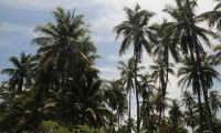 palmar