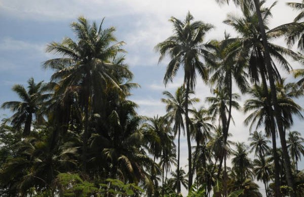 palmar
