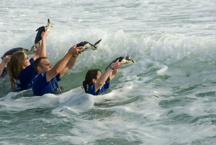 seawrescue