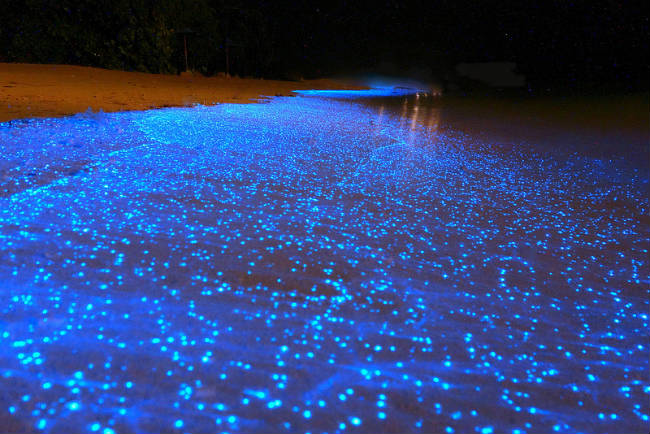 Un mar de estrellas, bioluminicencias en Holbox