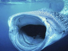 Tiburón ballena, el gigante de los mares